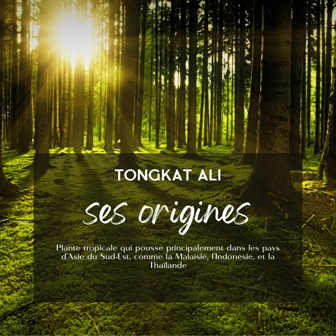 Origins and history of Tongkat Ali